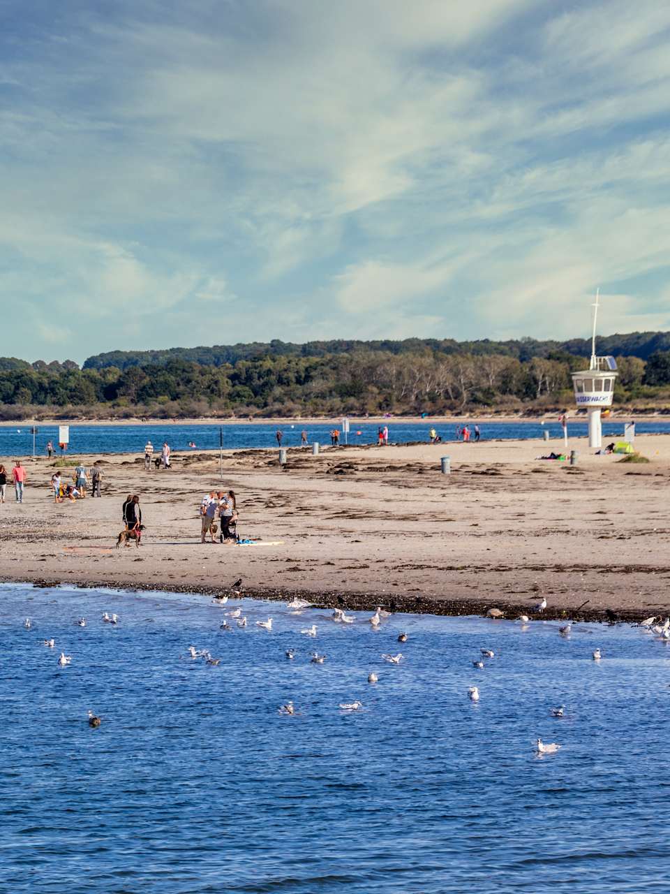 Ein Strand mit dunkle-blauem Wasser voller Möwen